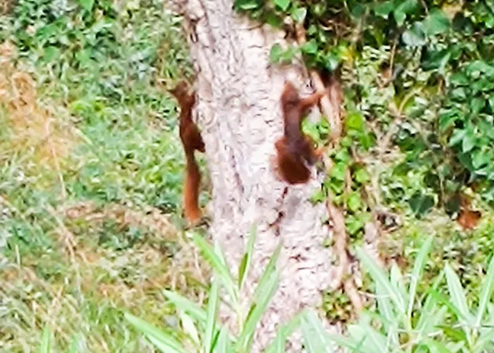 Apartmán Le Pin Des Ecureuils