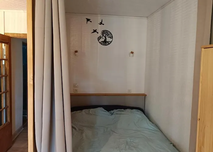 Le Pin Des Ecureuils